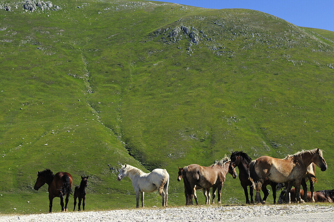 Verwilderte Pferde grasen in den Bergen, Campo Imperatore, Gran Sasso Nationalpark, Abruzzen, Italien, Europa