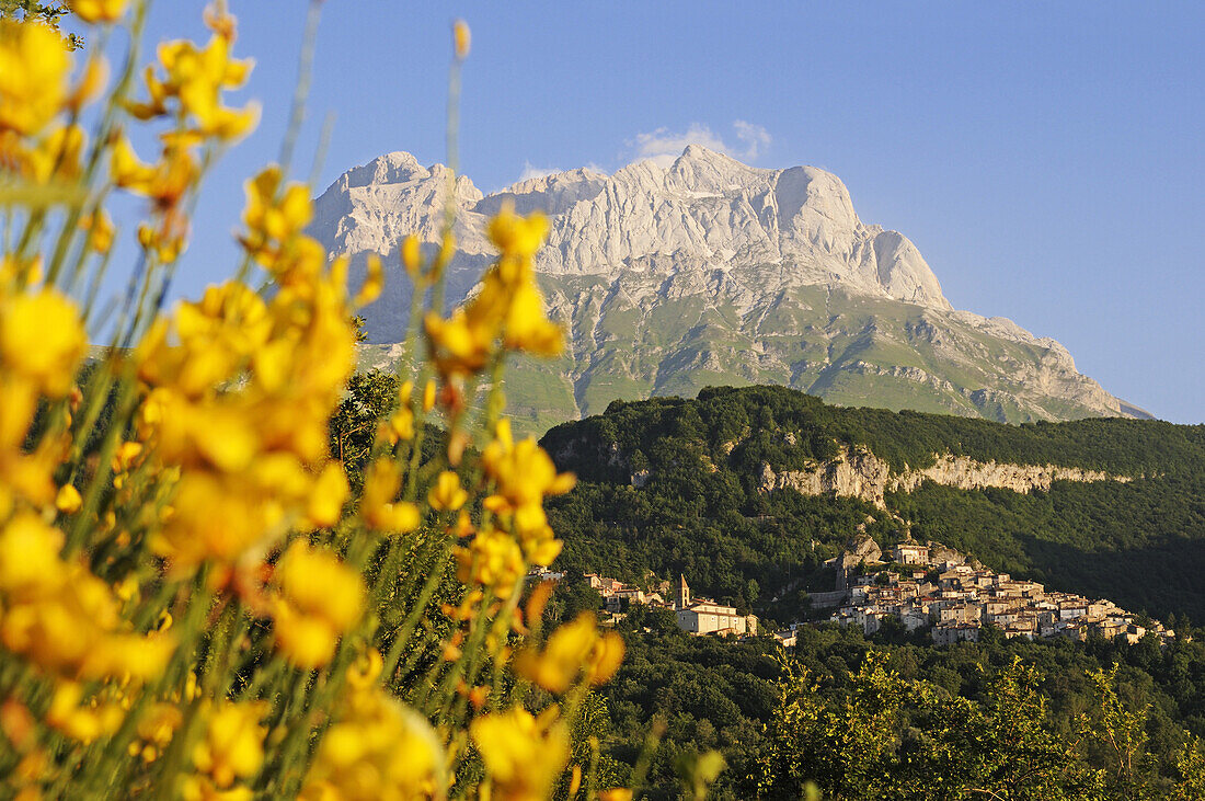 Broom in front of village Pietracamela at Corno Grande, Gran Sasso National Park, Abruzzi, Italy, Europe