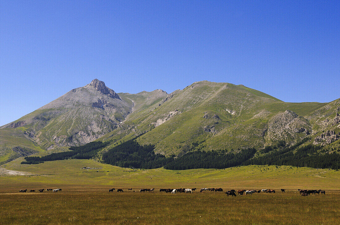 Pferdeherde auf einer Wiese in den Bergen, Campo Imperatore, Gran Sasso Nationalpark, Abruzzen, Italien, Europa