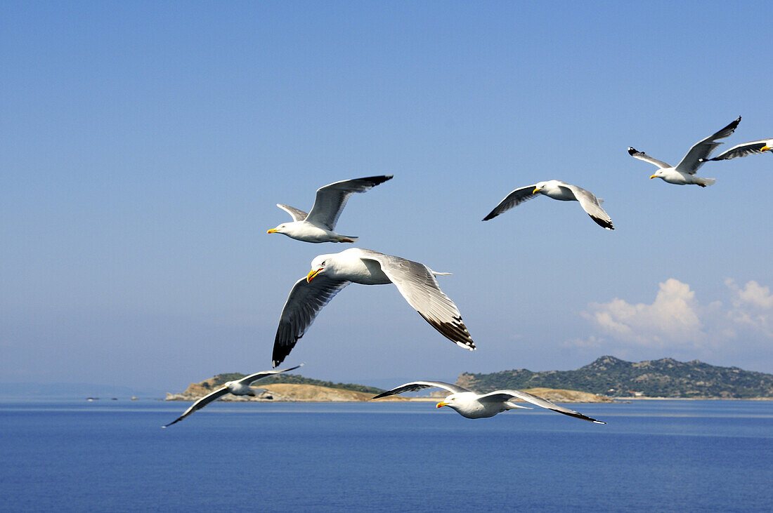 Sea gulls, Chalkidiki, Greece