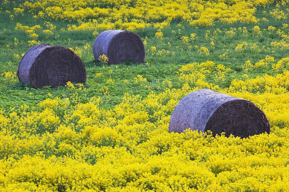 Latvia, Northeastern Latvia, Vidzeme Region, Gauja National Park, Sigulda, hayrolls and mustard fields, springtime