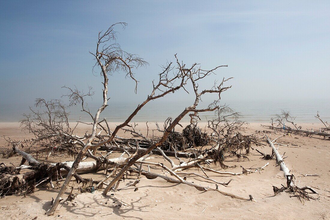 Latvia, Western Latvia, Kurzeme Region, Cape Kolka, Kolkasrags, Kolka, Slitere National Park, Cape landscape