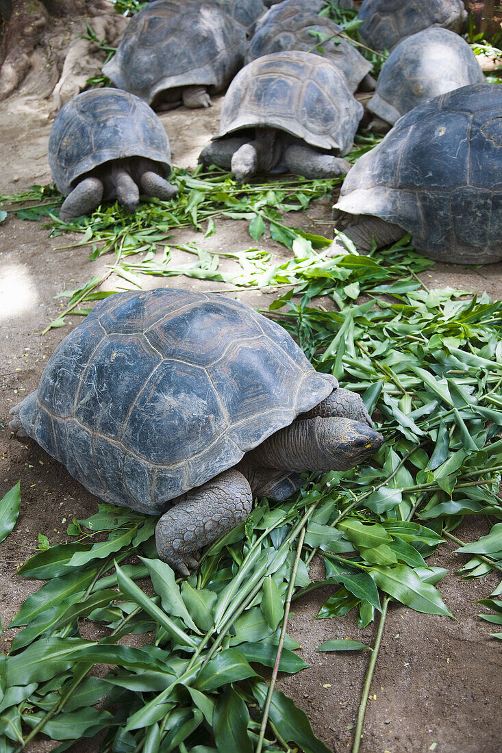 Aldabra Giant Tortoise (Aldabrachelys elephantina), Victoria Botanical Gardens, Mahe island, Seychelles