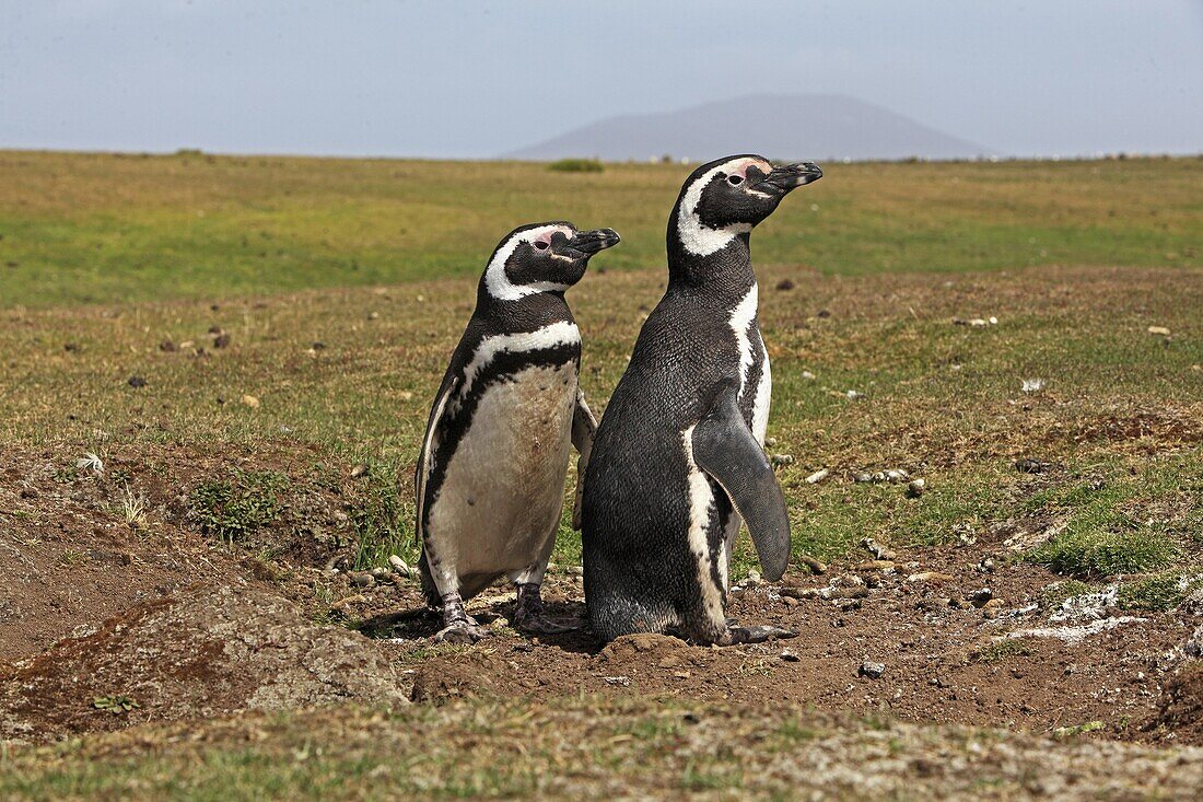 Magellanic Penguin, Spheniscus magellanicus, Order SPHENISCIFORMES, Family Spheniscidae Fakland Islands Pebble island