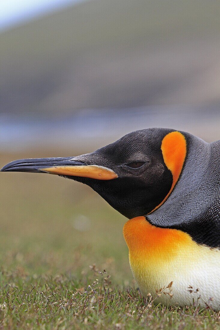 King Penguin, Aptenodytes patagonicus, Family : Spheniscidae, Order: Sphenisciformes, Falkland Islands, Saunders Island