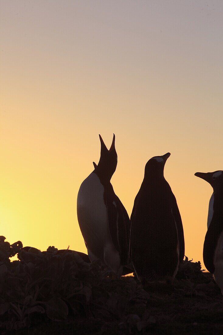 Gentoo Penguin, Pygoscelis papua papua, Order SPHENISCIFORMES, Family Spheniscidae, Sea Lion Island Falkland-Malvinas Islands