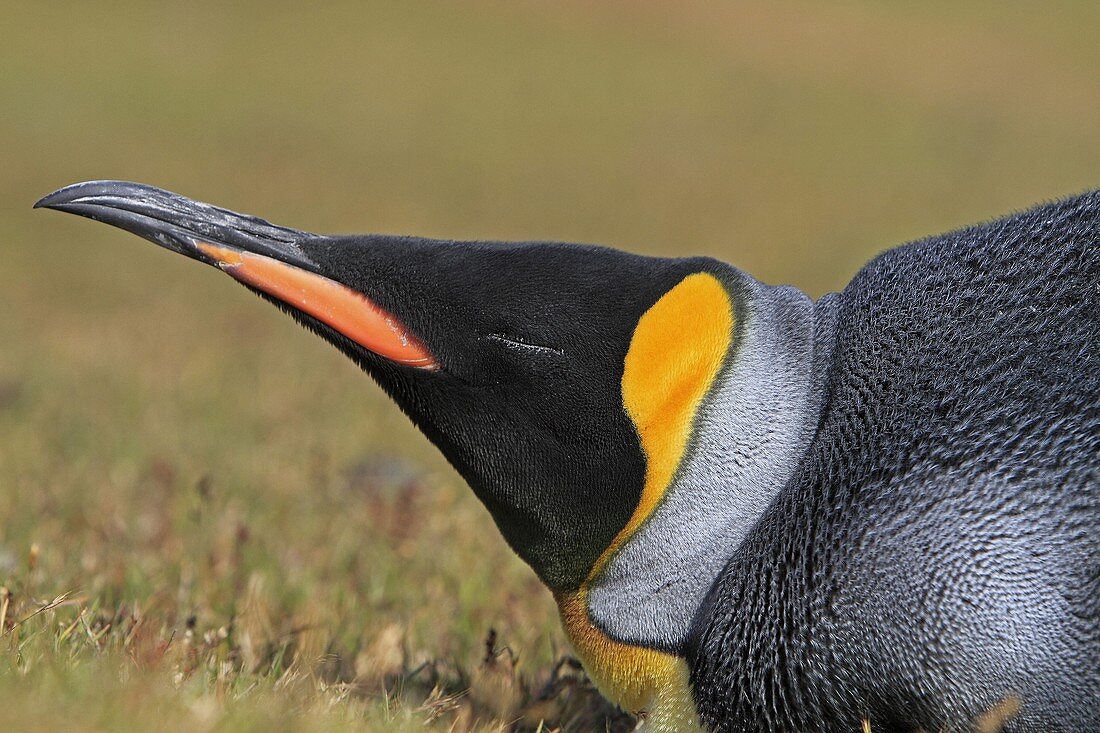 King Penguin, Aptenodytes patagonicus, Family Spheniscidae, Order: Sphenisciformes, Fakland Islands, Saunders island, The neck