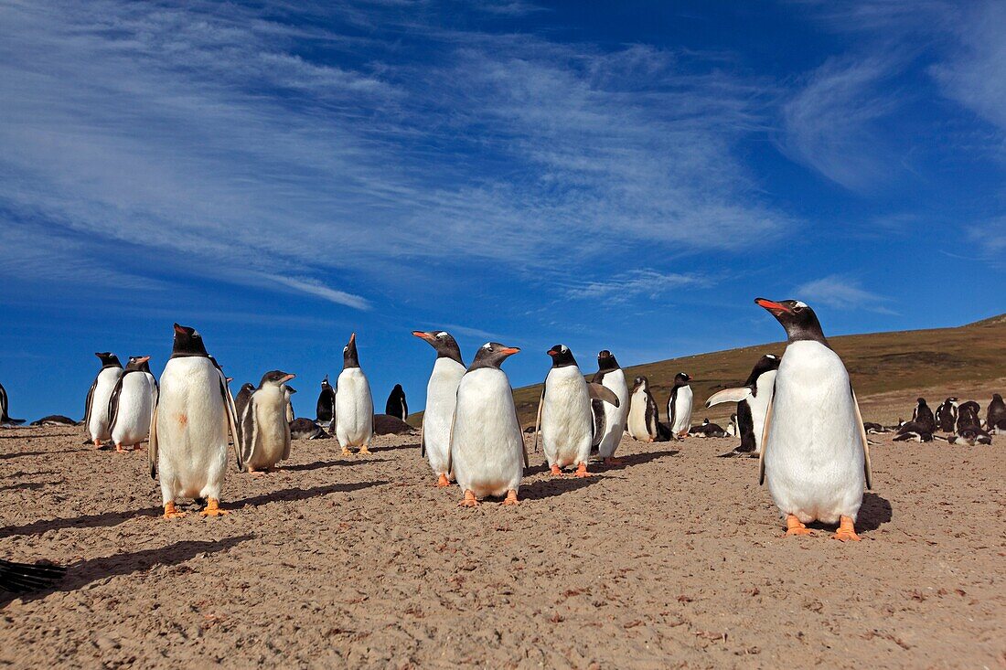 Gentoo Penguin, Pygoscelis papua papua, Order SPHENISCIFORMES, Family Spheniscidae, Saunders Island, Falkland-Malvinas Islands