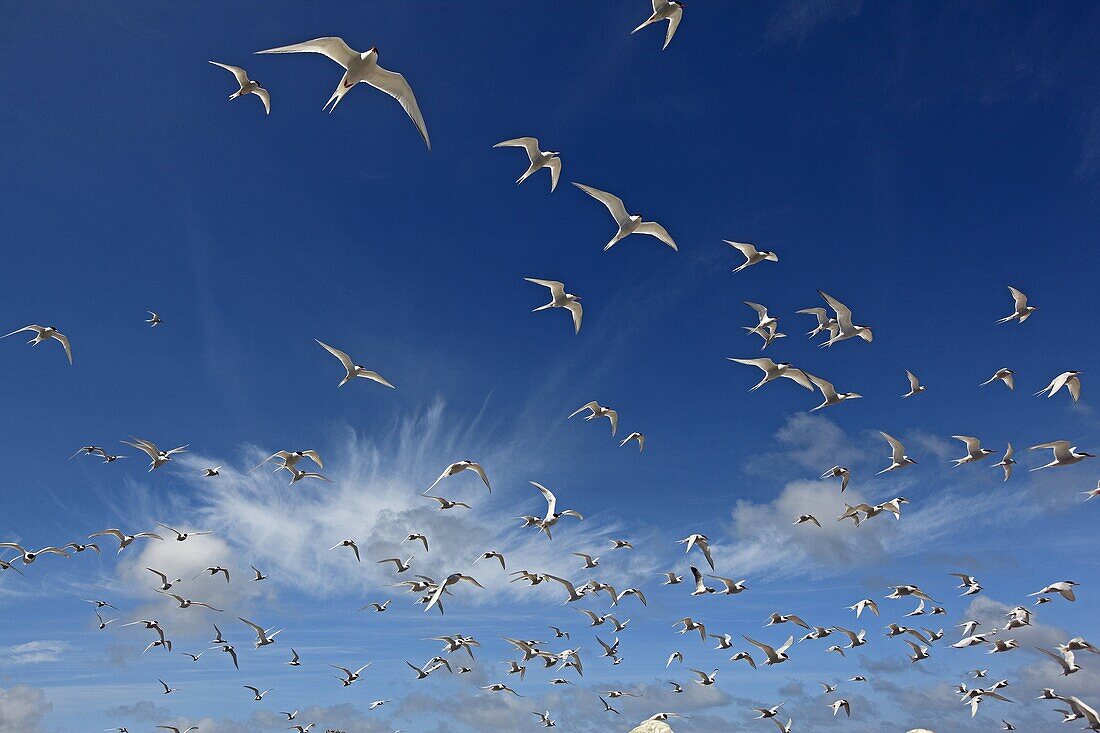 South American Tern, Sterna hirundinacea, Order:Charadriiformes, Family:Sternidae, Falkland Islands, Sea Lion Island