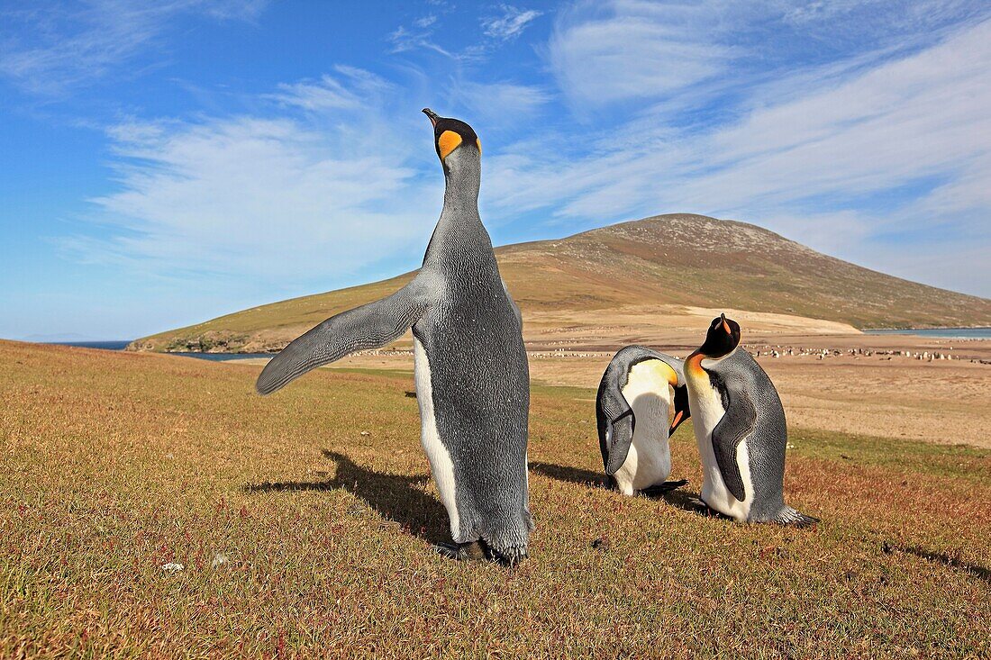 King Penguin, Aptenodytes patagonicus, Family Spheniscidae, Order: Sphenisciformes, Falkland Islands, Volonteer point