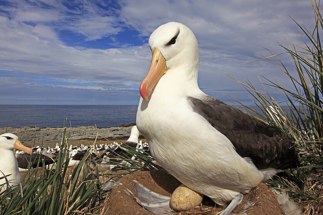 Black-browed Albatross, Mollymawk Thalassarche melanophris or Diomedea melanophris, Order : Procellariiformes, family : diomedeidae, Steeple jason, Falkland islands Malvinasislands