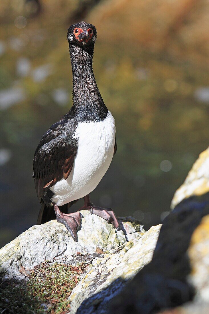 Rock Shag or Black Shag, Phalacrocorax magellanicus, Order : pelecaniformes family : Phalacrocoracides, Pebble Island, Falkland-Malvinas Islands