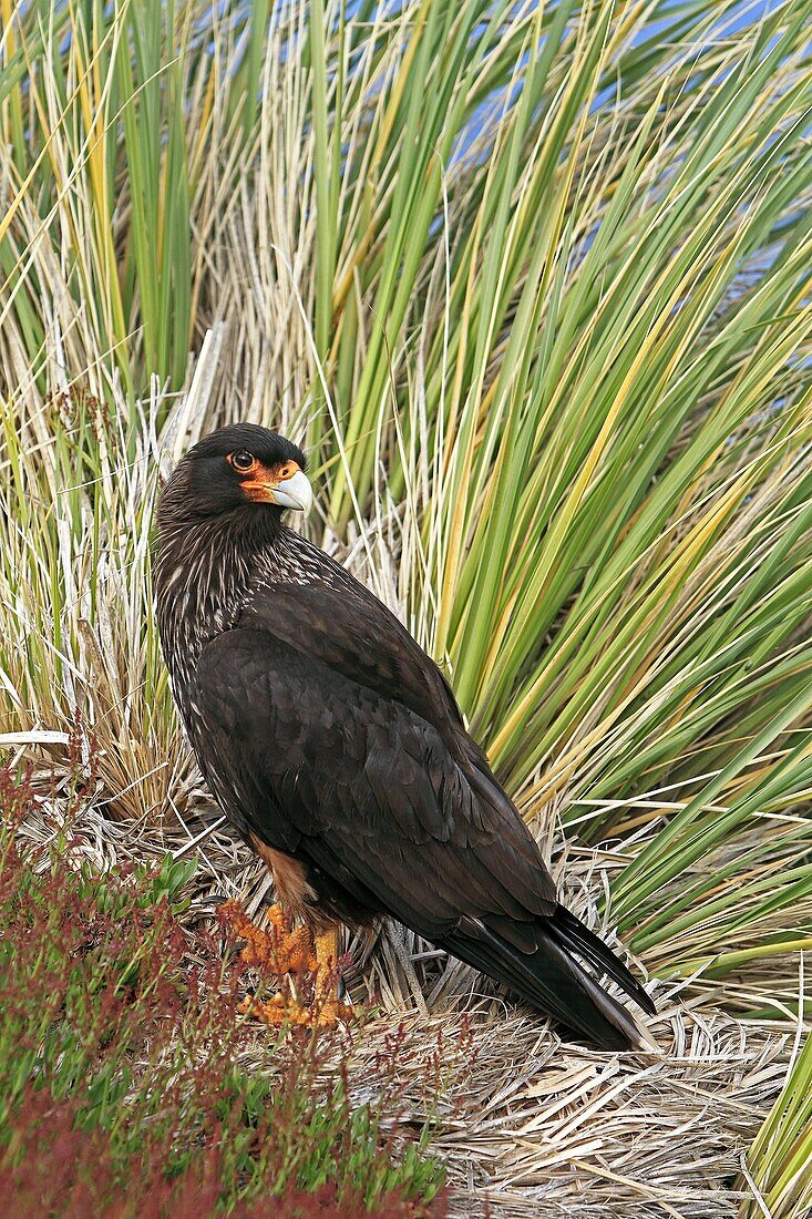 Striated Caracara, Phalcoboenus australis, Family Falconidae, orders falconiformes, Faklland Islands, Carcass Island