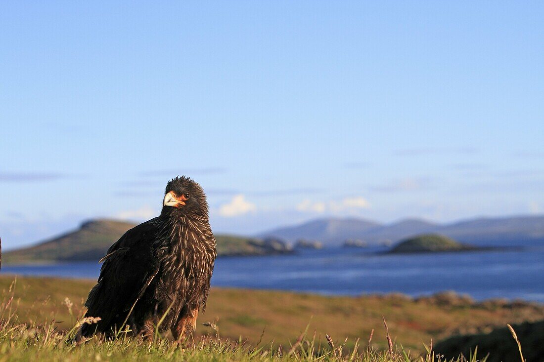 Striated Caracara, Phalcoboenus australis, Family Falconidae, orders falconiformes, Faklland Islands, Carcass Island