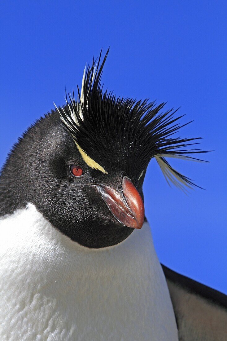 Rockhopper penguin, Eudyptes chrysocome chrysocome, Order : Sphenisciformes, Family : Spheniscidae, Steeple Jason, Falklands islands