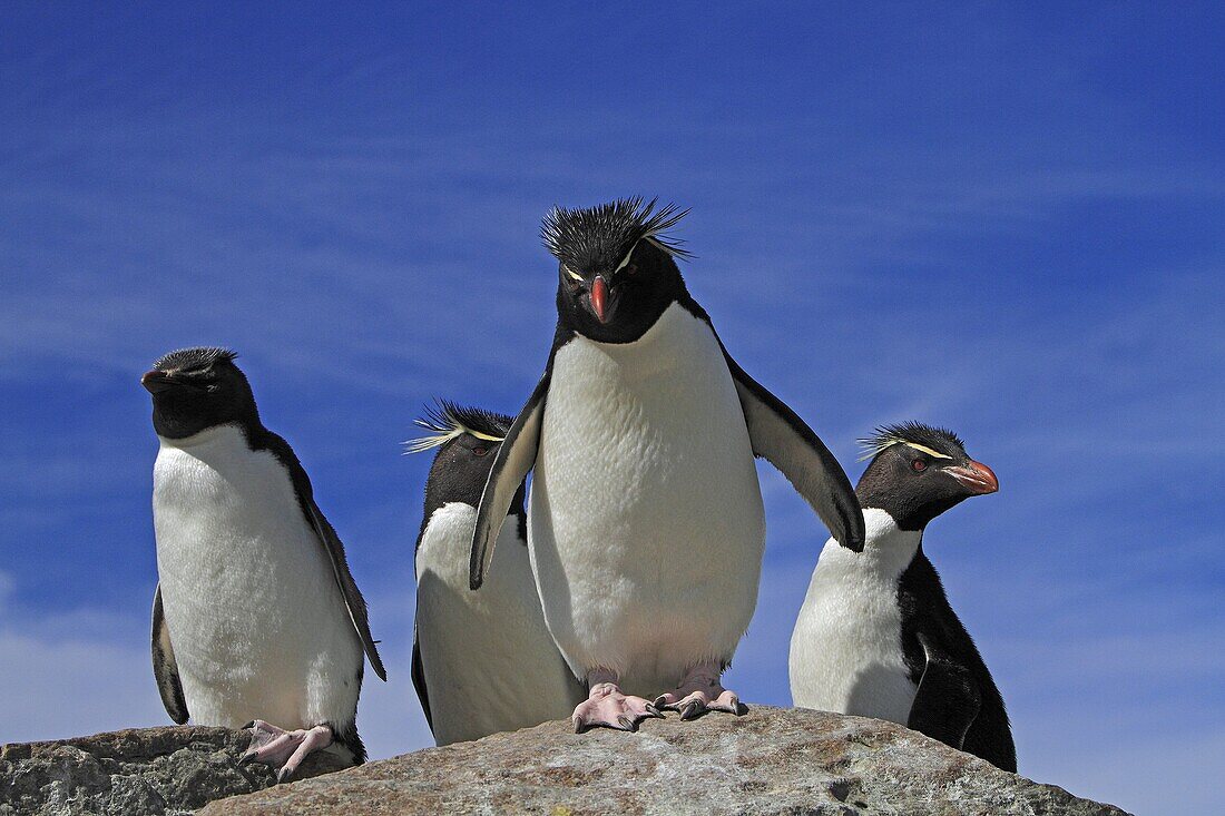 Rockhopper penguin, Eudyptes chrysocome chrysocome, Order : Sphenisciformes, Family : Spheniscidae, Steeple Jason, Falklands islands