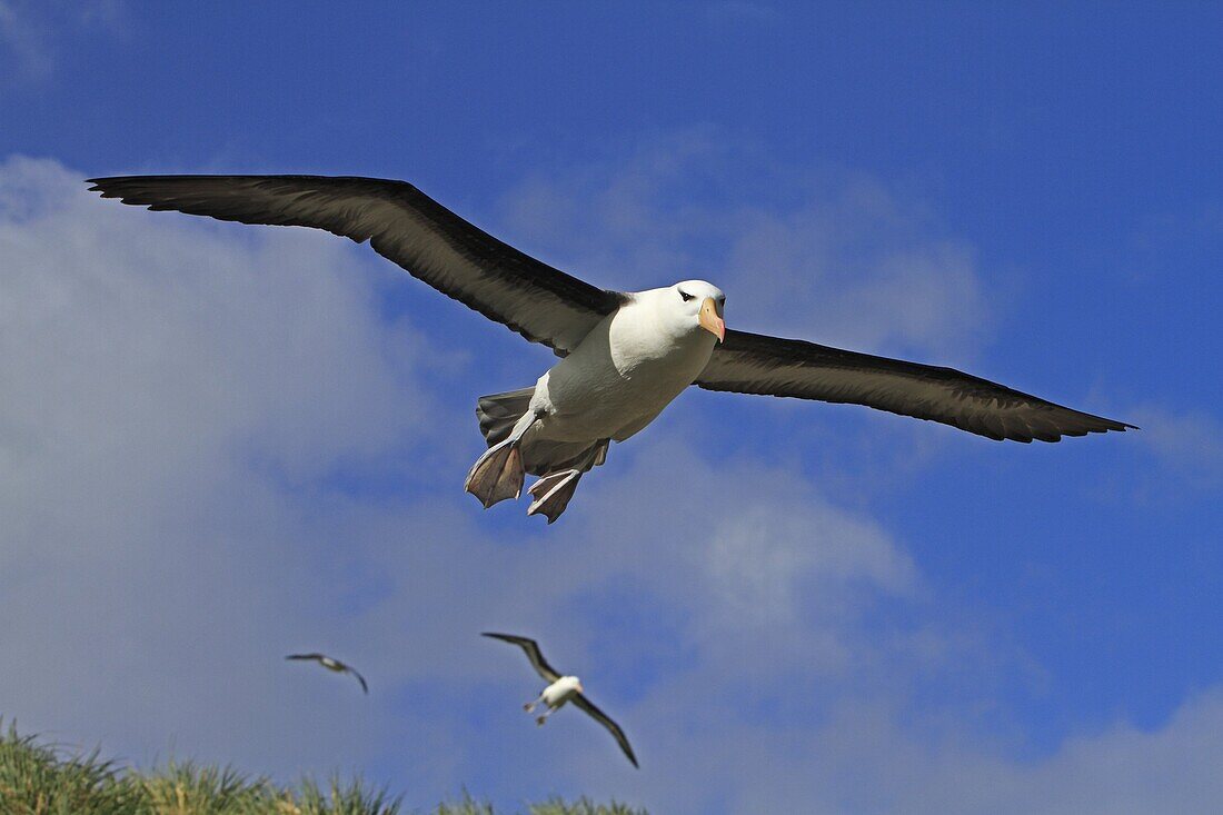 Black-browed Albatross, Mollymawk Thalassarche melanophris or Diomedea melanophris, Order : Procellariiformes, family : diomedeidae, West Point island, Falkland islands Malvinas