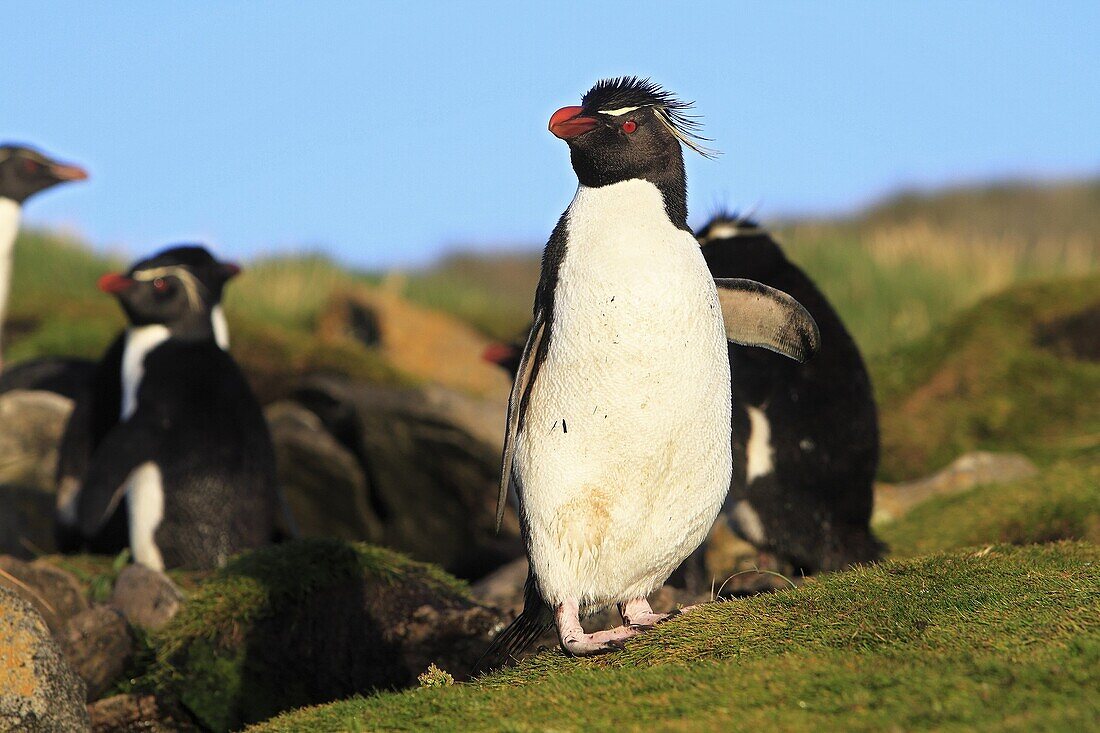 Rockhopper penguin, Eudyptes chrysocome chrysocome, Order : Sphenisciformes, Family : Spheniscides, West Point island, Falkland-Malvinas Islands