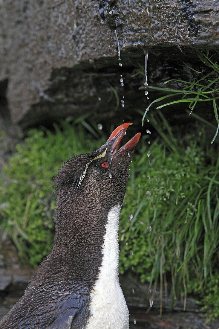 Rockhopper penguin .Eudyptes chrysocome chrysocome, Order : Sphenisciformes Family : Spheniscides, Saunders Island, Falkland-Malvinas Islands