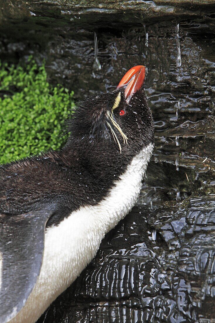 Rockhopper penguin .Eudyptes chrysocome chrysocome, Order : Sphenisciformes Family : Spheniscides, Saunders Island, Falkland-Malvinas Islands