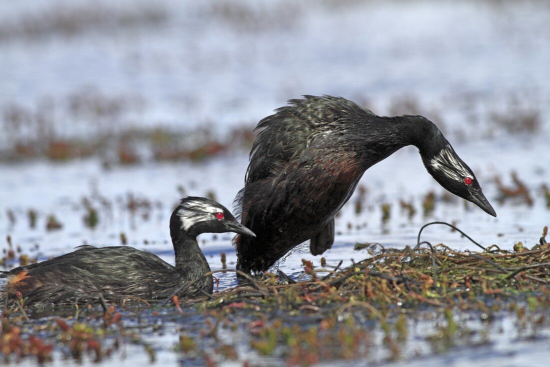 White-tufted Grebe, Local name : Black grebe, Podiceps rolland rolland, order : Ciconiiformes, family : Podicipedidae , Falkland Islands, Pebble Island, Malvinas