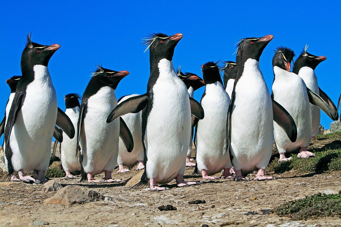 Rockhopper penguin, Eudyptes chrysocome chrysocome, Order : Sphenisciformes, Family : Spheniscidae, Pebble Island, Falkland-Malvinas Islands