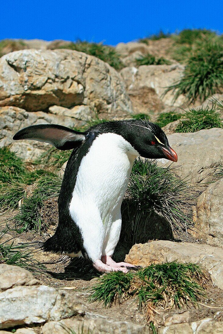 Rockhopper penguin, Eudyptes chrysocome chrysocome, Order : Sphenisciformes, Family : Spheniscidae, Pebble Island, Falkland-Malvinas Islands