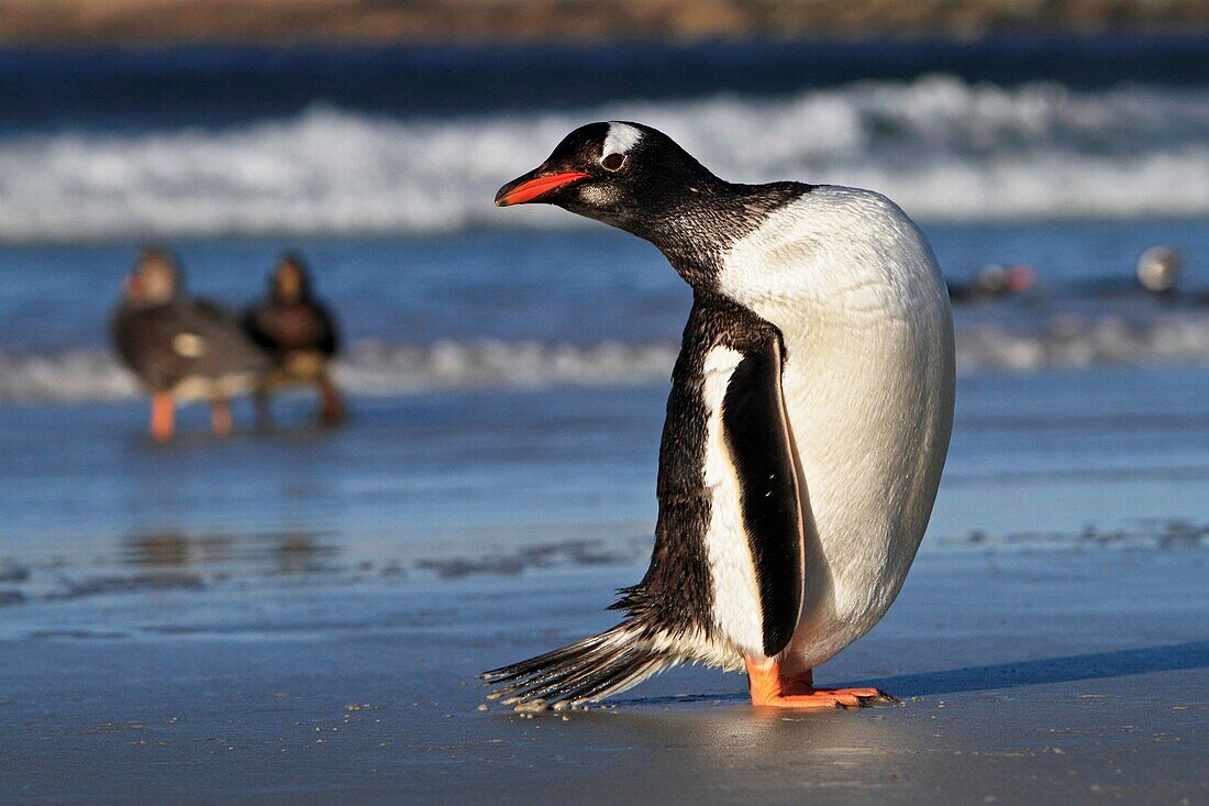 Gentoo Penguin,  Pygoscelis papua papua, Order SPHENISCIFORMES, Family Spheniscidae, Sea Lion Island Falkland-Malvinas Islands