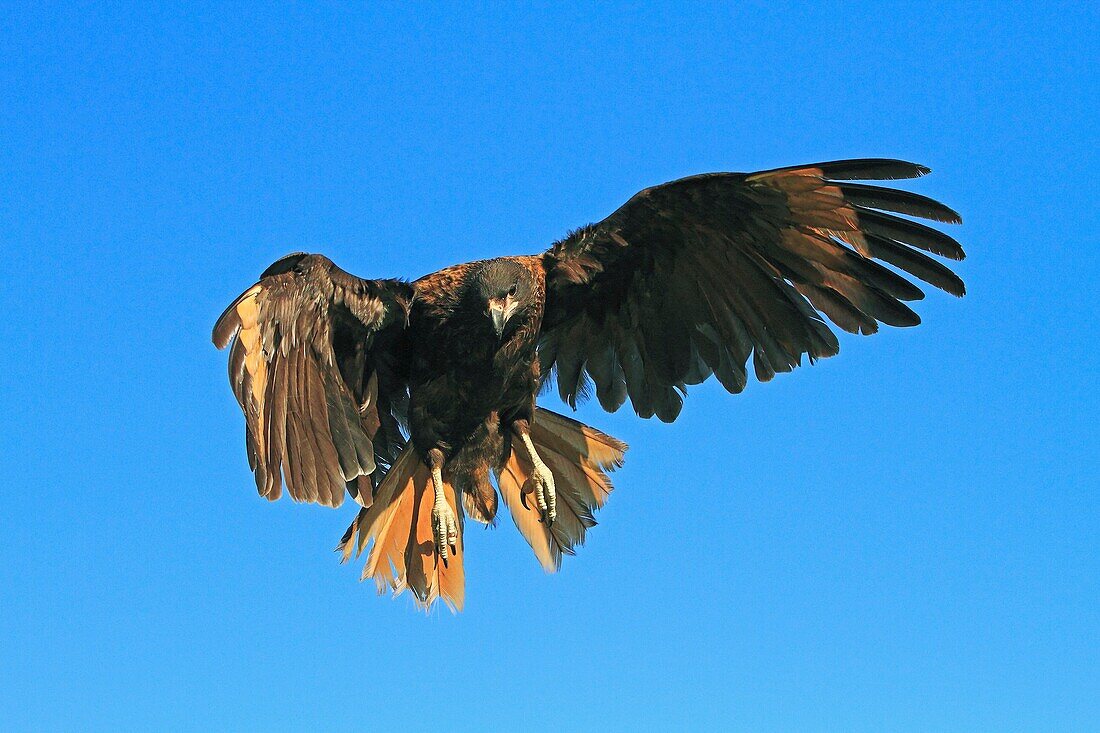 Striated Caracara, Phalcoboenus australis, Family Falconidae, orders falconiformes, Faklland Islands, Carcass Island