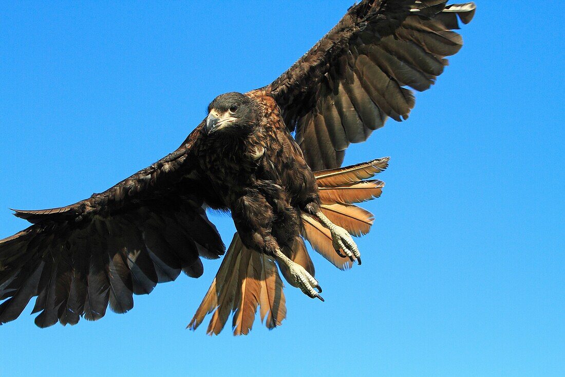 Striated Caracara, Phalcoboenus australis, Family Falconidae, orders falconiformes, Faklland Islands, Carcass Island