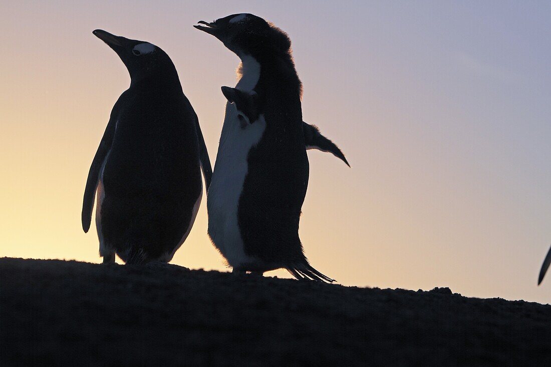 Gentoo Penguin , Pygoscelis papua papua, Order SPHENISCIFORMES, Family Spheniscidae, Sea Lion Island Falkland-Malvinas Islands