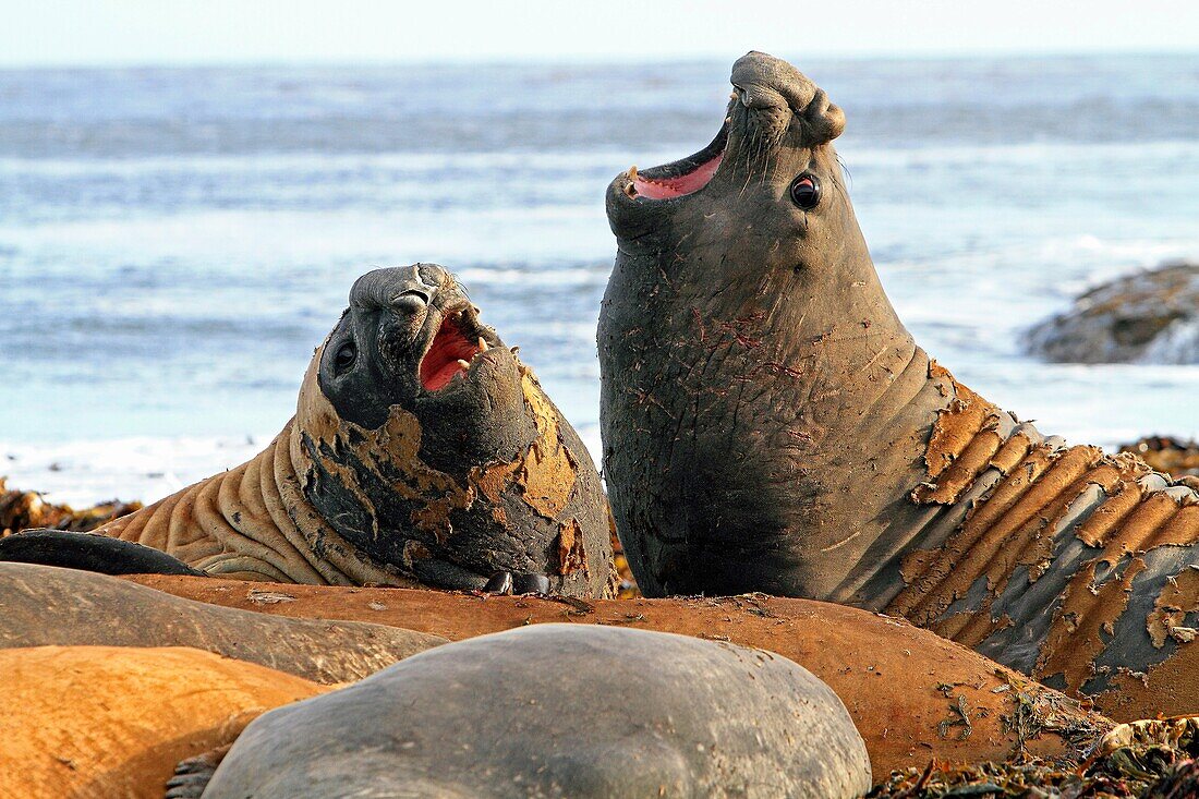 Southern Elephant Seal Mirounga leonina Order Carnivora Family Phocidae, Sea Lion Island, Fakland Islands
