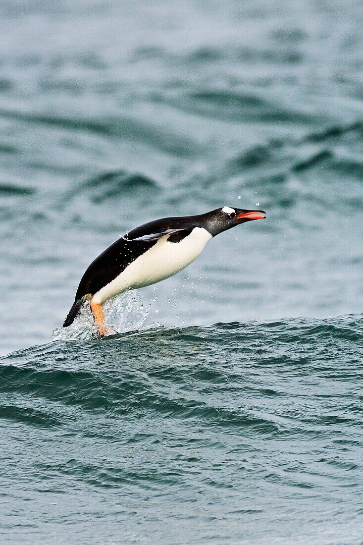 Gentoo Penguin , Pygoscelis papua papua, Order SPHENISCIFORMES, Family Spheniscidae, Saunders Island Falkland-Malvinas Islands