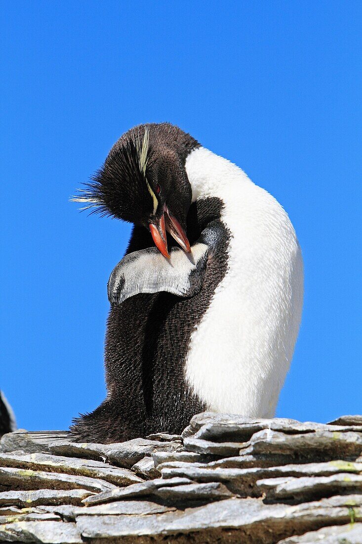 Western Rockhopper Penguin (Eudyptes chrysocome chrysocome). Sealion Island, Falkland Islands