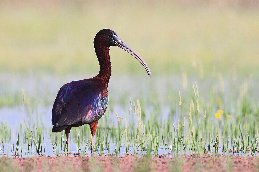 Glossy Ibis Kerkini lake Greece Plegadis falcinellus Order : Ciconiiformes, Family : Threskiornithidae