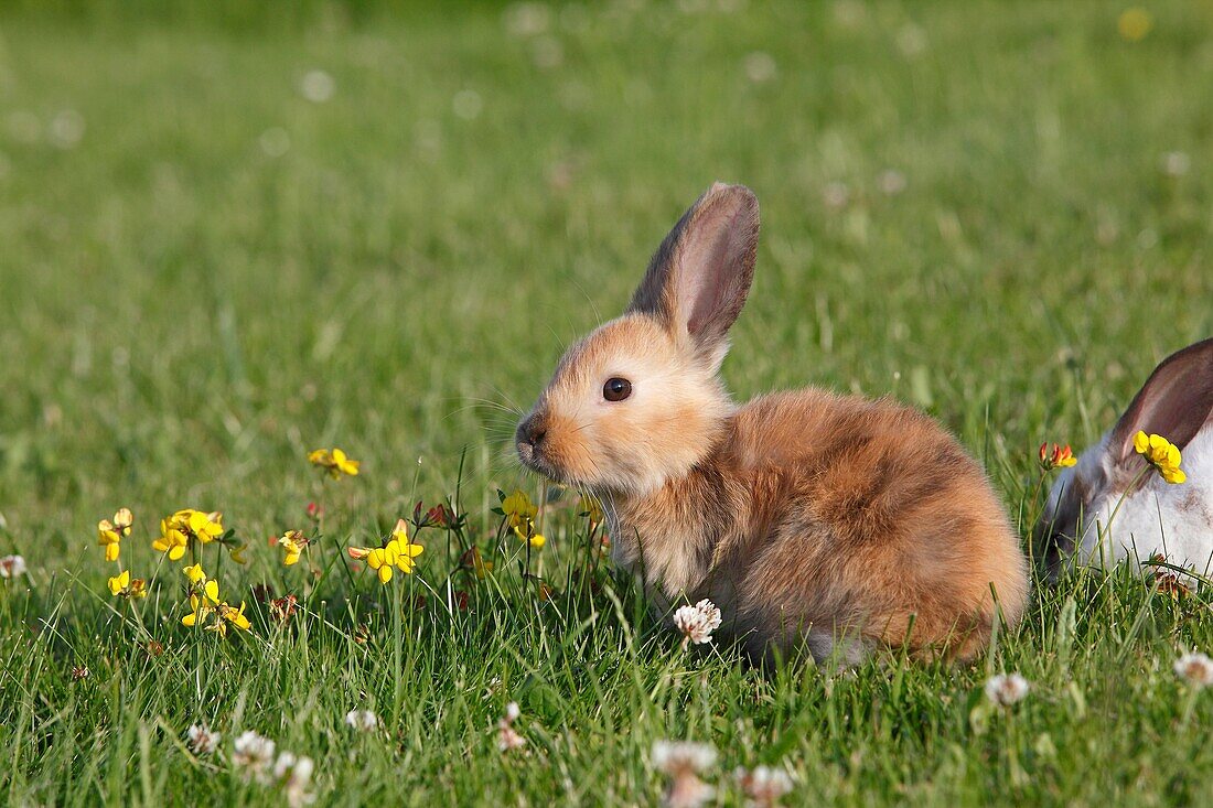 Domestic rabbit Oryctolagus cuniculus Order: Lagomorpha Family: Leporidae