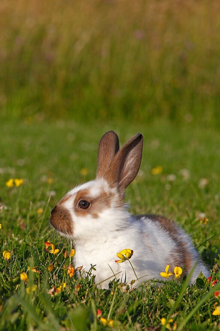 Domestic rabbit Oryctolagus cuniculus Order: Lagomorpha Family: Leporidae