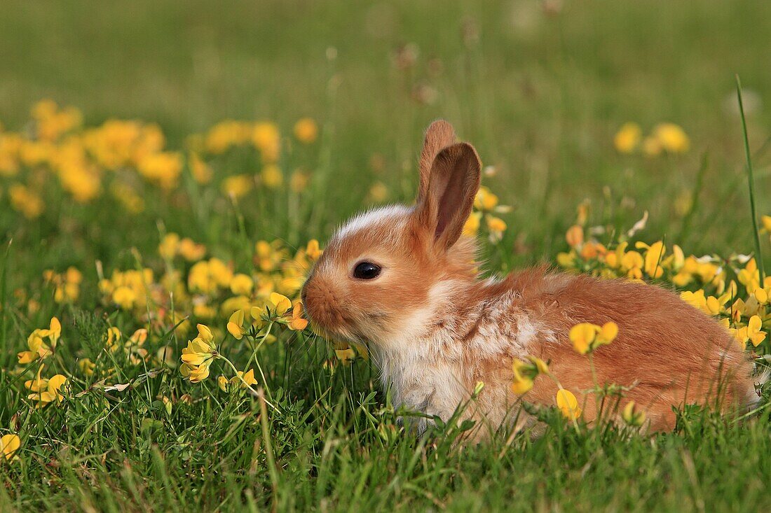 Domestic rabbit Oryctolagus cuniculus Order: Lagomorpha Family: Leporidae