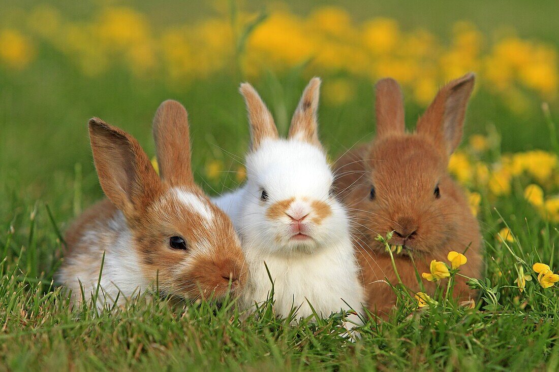 Domestic rabbit Oryctolagus cuniculus Order: Lagomorpha Family: Leporidae