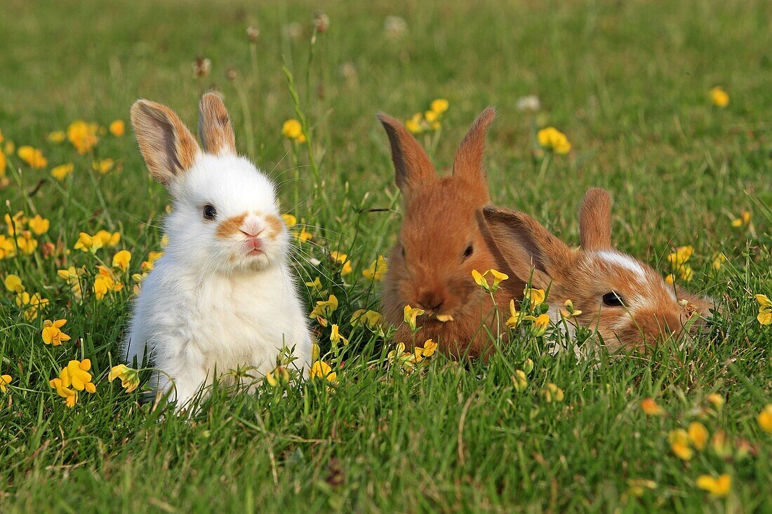 Domestic rabbit Oryctolagus cuniculus Order: Lagomorpha Family: Leporidae