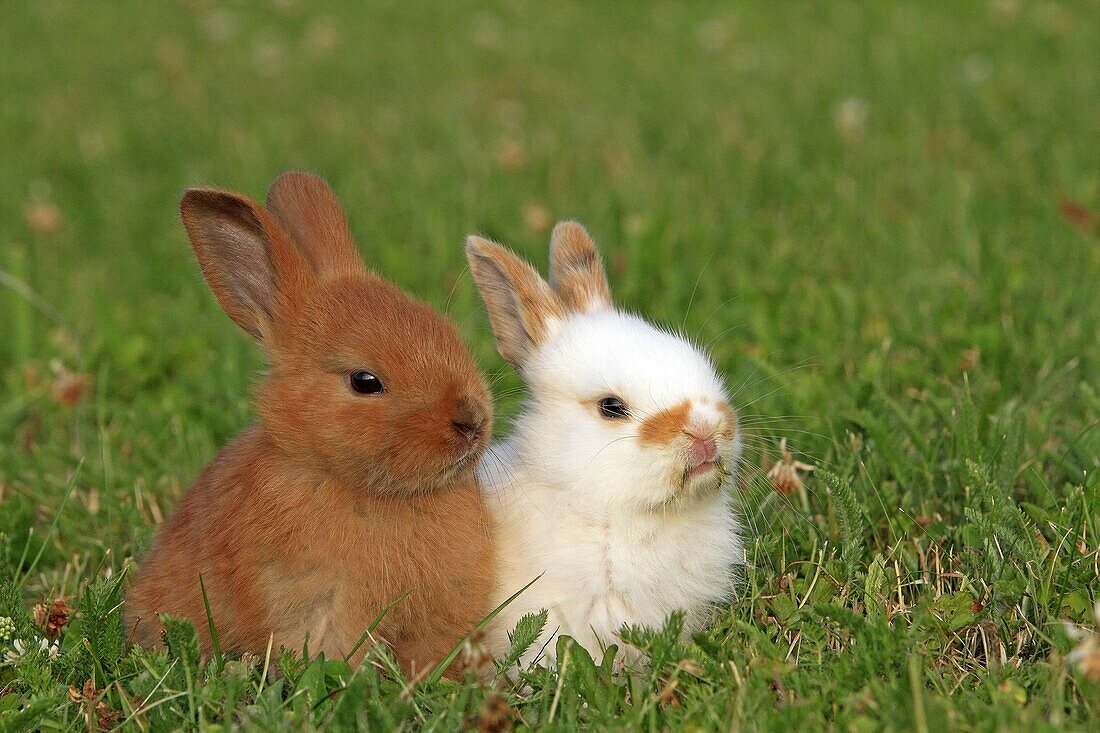 Domestic rabbit Oryctolagus cuniculus Order: Lagomorpha Family: Leporidae