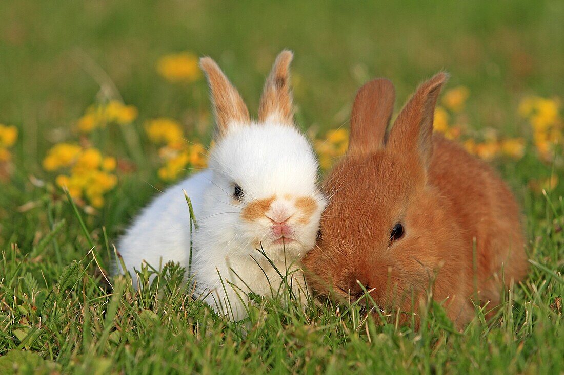 Domestic rabbit Oryctolagus cuniculus Order: Lagomorpha Family: Leporidae