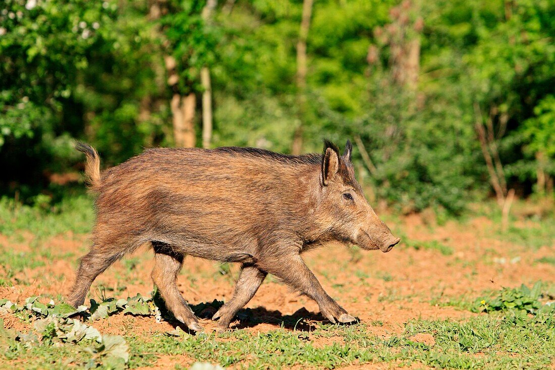 Wild Boar  Sus scrofa