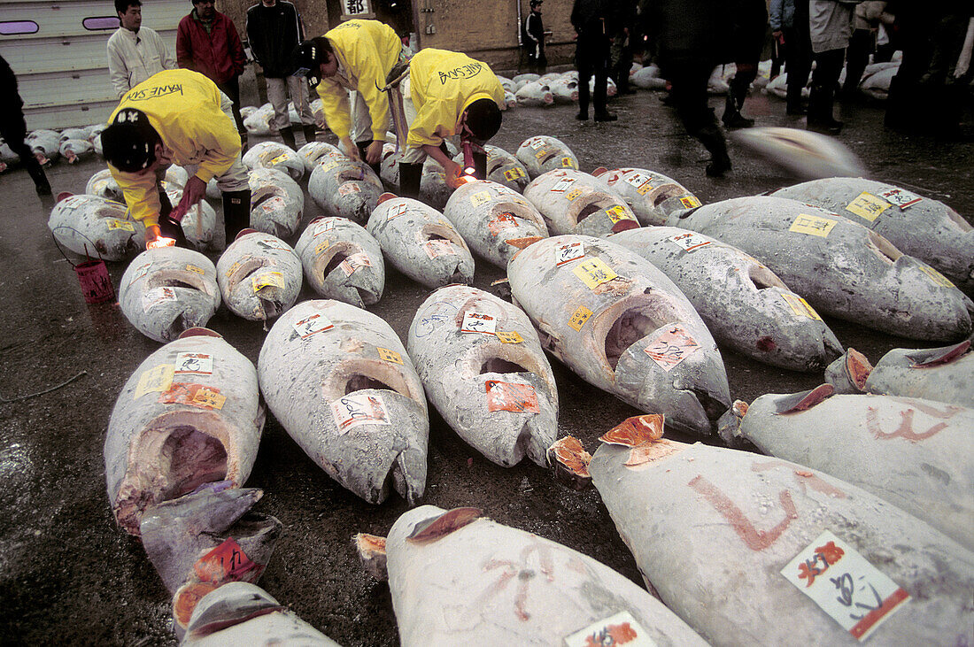 Tsukiji fish market, Tokyo, Japan