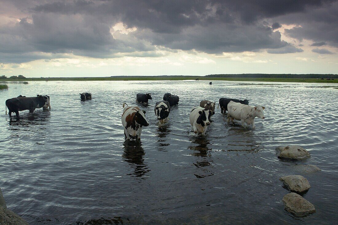 Biebrza river in Biebrza National Park (Biebrzanski Park Narodowy). Cows coming back from the pasture. Podlasie region. Poland