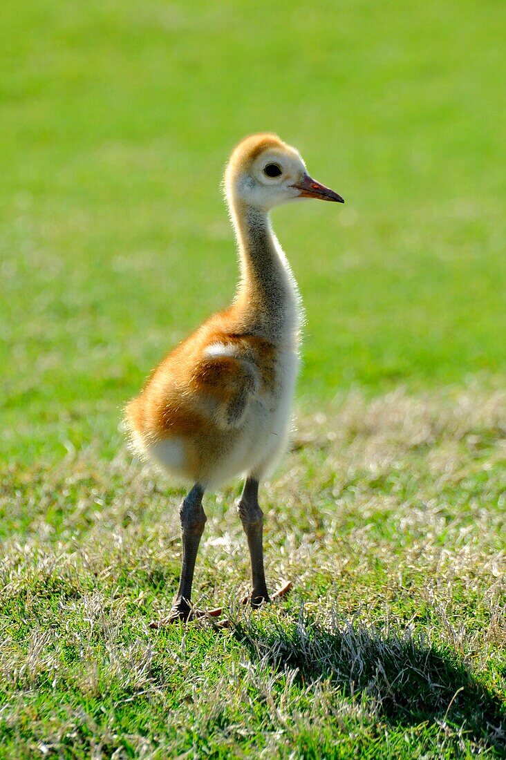 Sandhill Cranes with young babies in natural habitat Lake Wales Florida