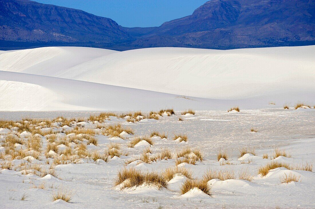 Grassy Area White Sands National Monument New Mexico