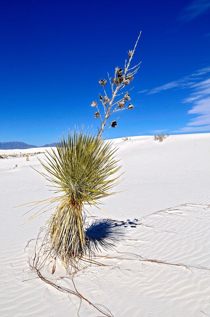 Yucca plant growing in sand White Sands National Monument New Mexico