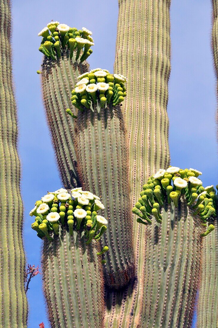 Blooming Saguaro Cactus Downtown Tucson Arizona