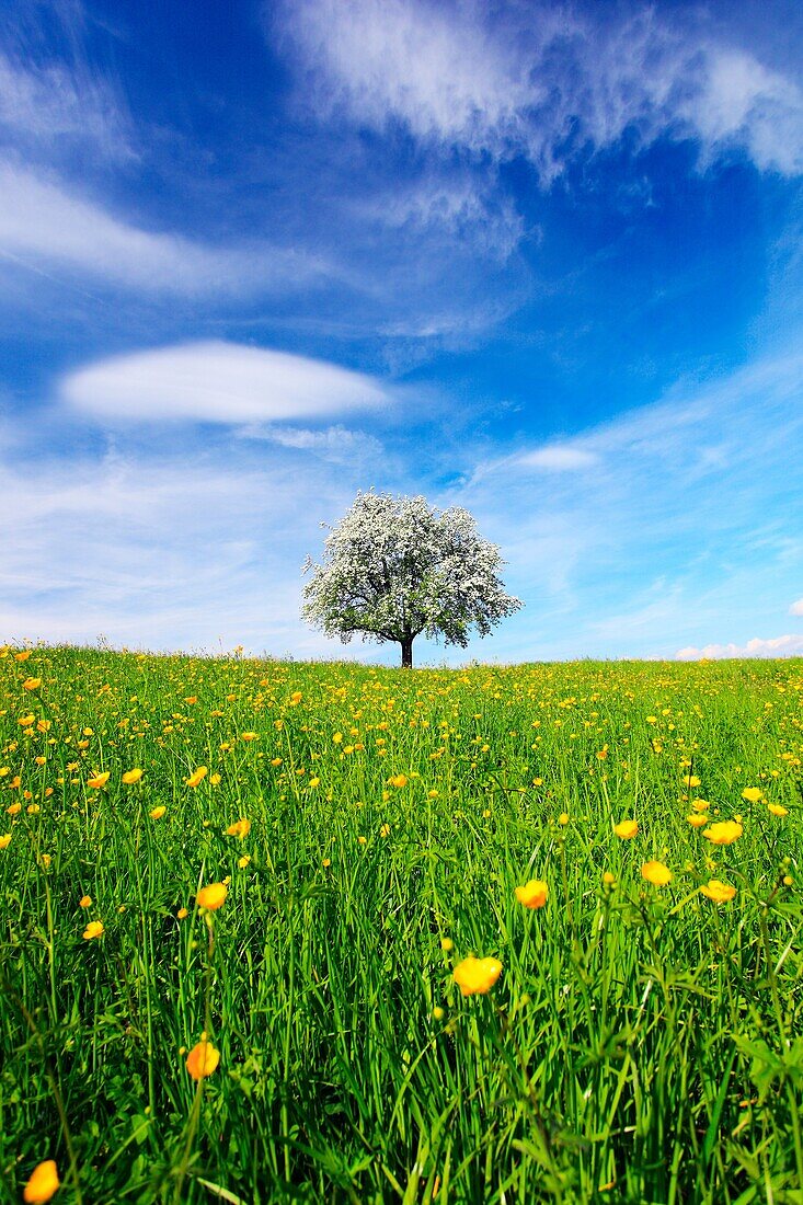 aplle tree in blossom, spring, Switzerland